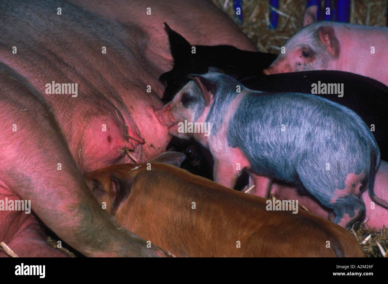 Molti baby i suinetti di assistenza infermieristica da una scrofa in Alaska State Fair in Palmer Alaska Foto Stock