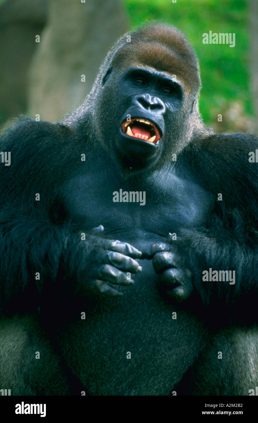Maschio di gorilla di pianura battendo il suo petto Foto Stock