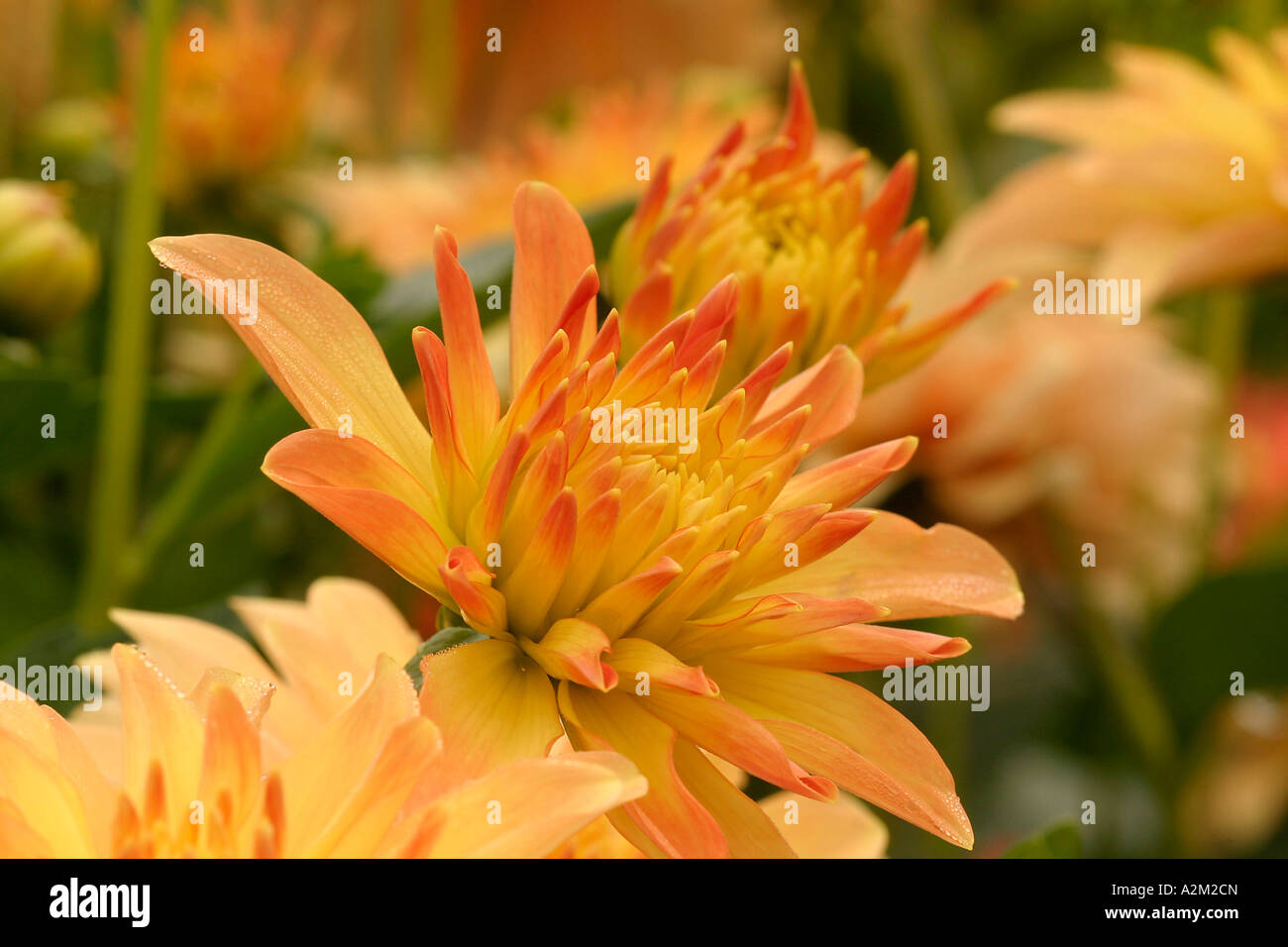 Dahlia Frau Gertraud Aepfler Foto Stock