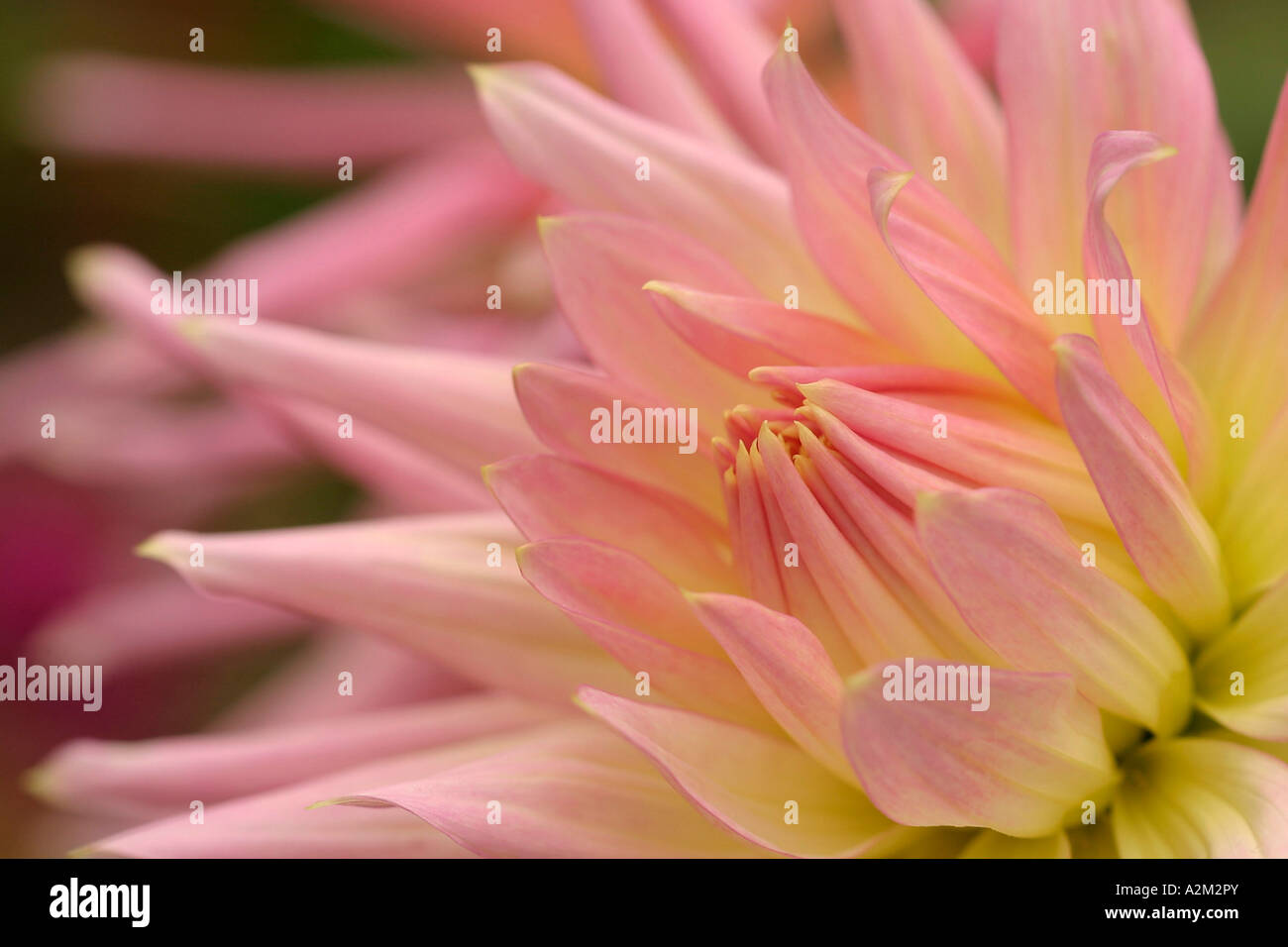 Dahlia Jeanne d Arc Foto Stock