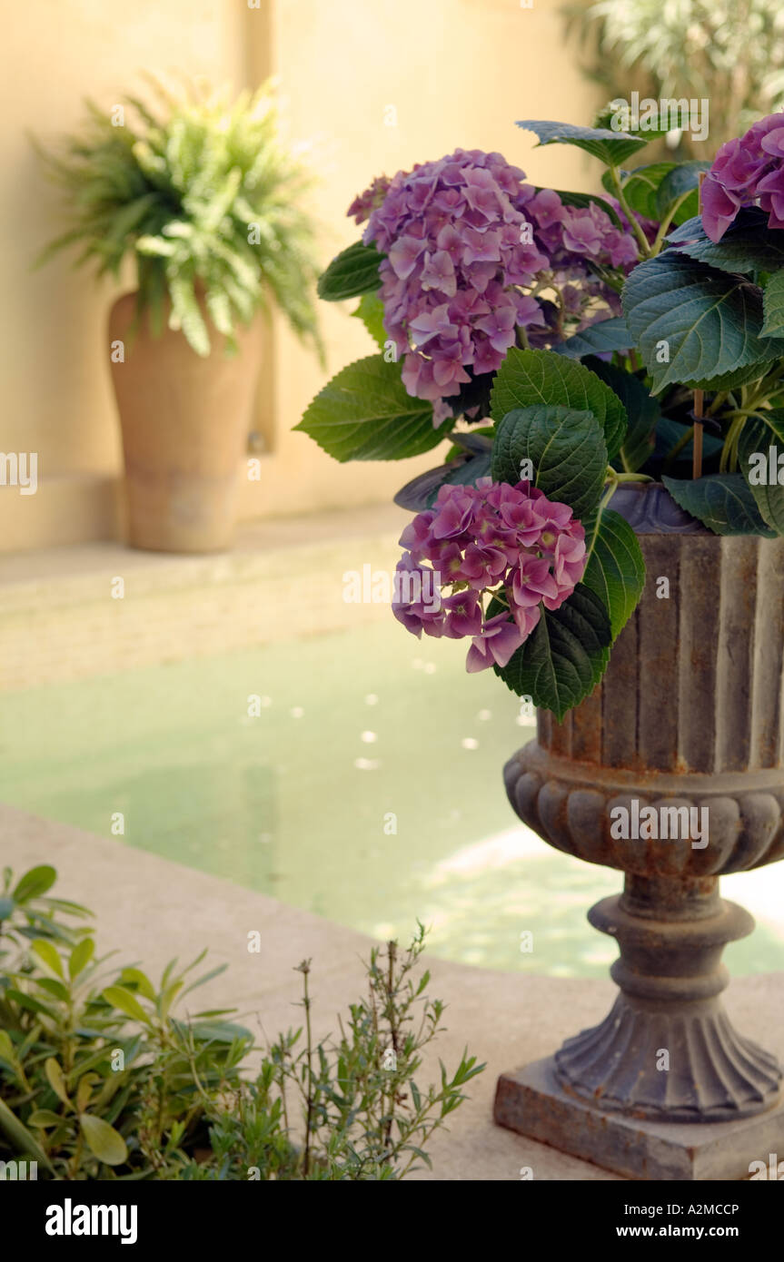 Le Ortensie in un urna di pietra a battuta di una piscina Foto Stock
