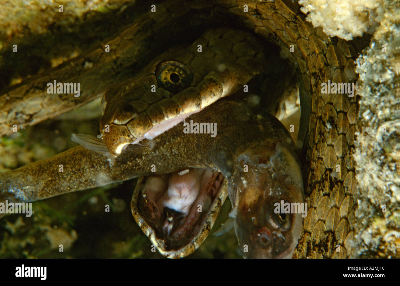 Biscia Tassellata mangia pesce underwater Natrix tessellata Foto Stock