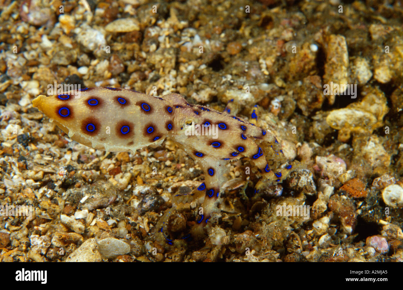 Anello blu octopus, Hapalochlaena Sp. Foto Stock