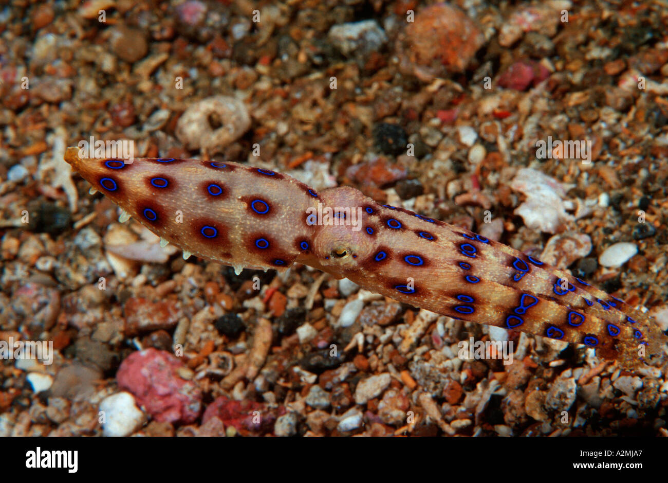 Anello blu octopus, Hapalochlaena Sp., Lembeh strait Sulawesi Indonesia Oceano Indiano Foto Stock