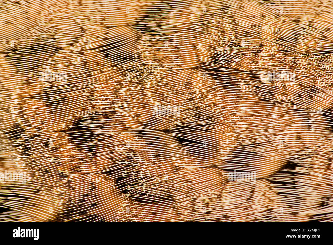 Pheasant Phasianus colchicus Closeup di piuma patten su una gallina volatile potton bedfordshire Foto Stock