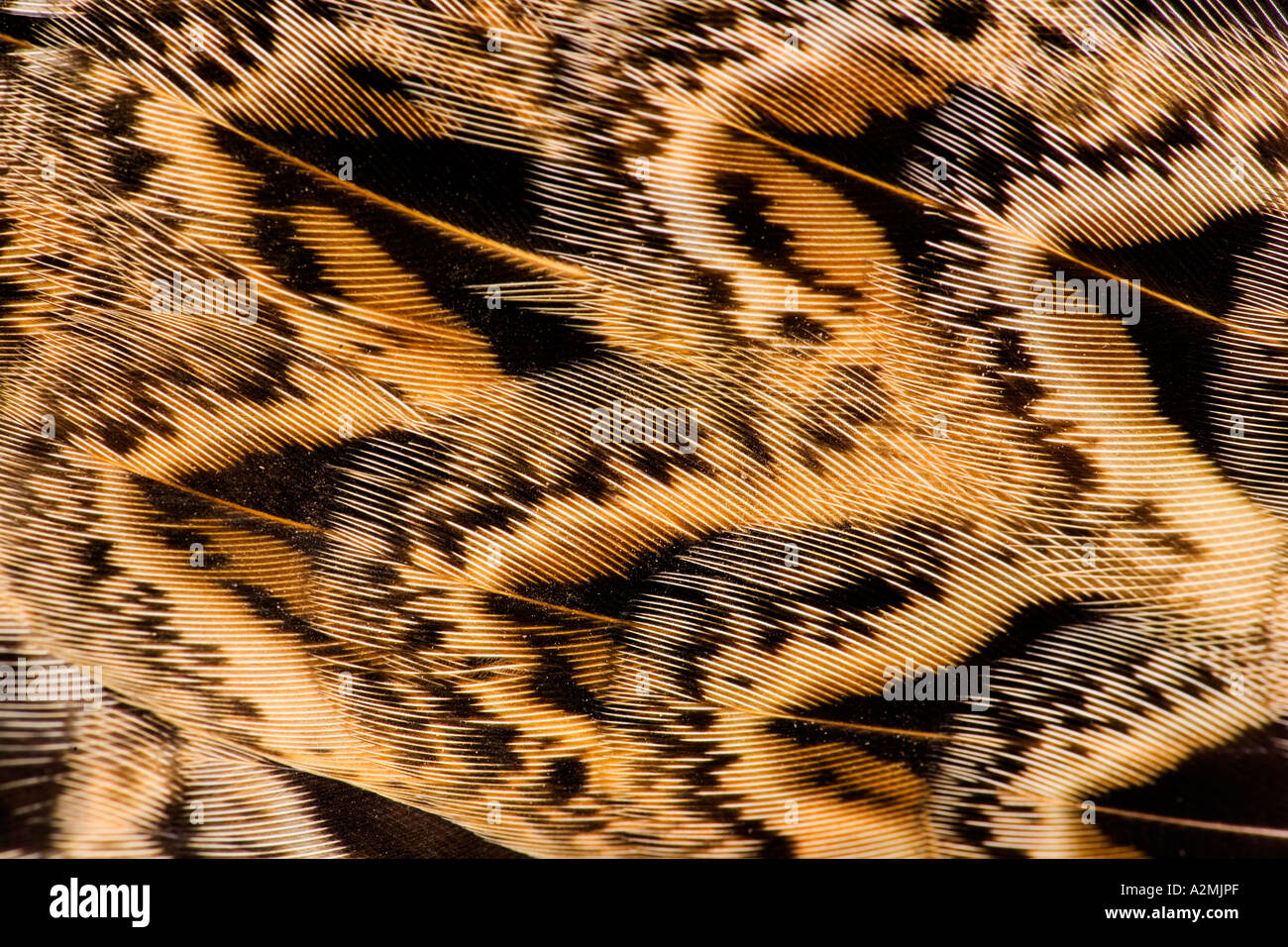 Pheasant Phasianus colchicus Closeup di piuma patten su una gallina volatile bedfordshirebird potton Foto Stock