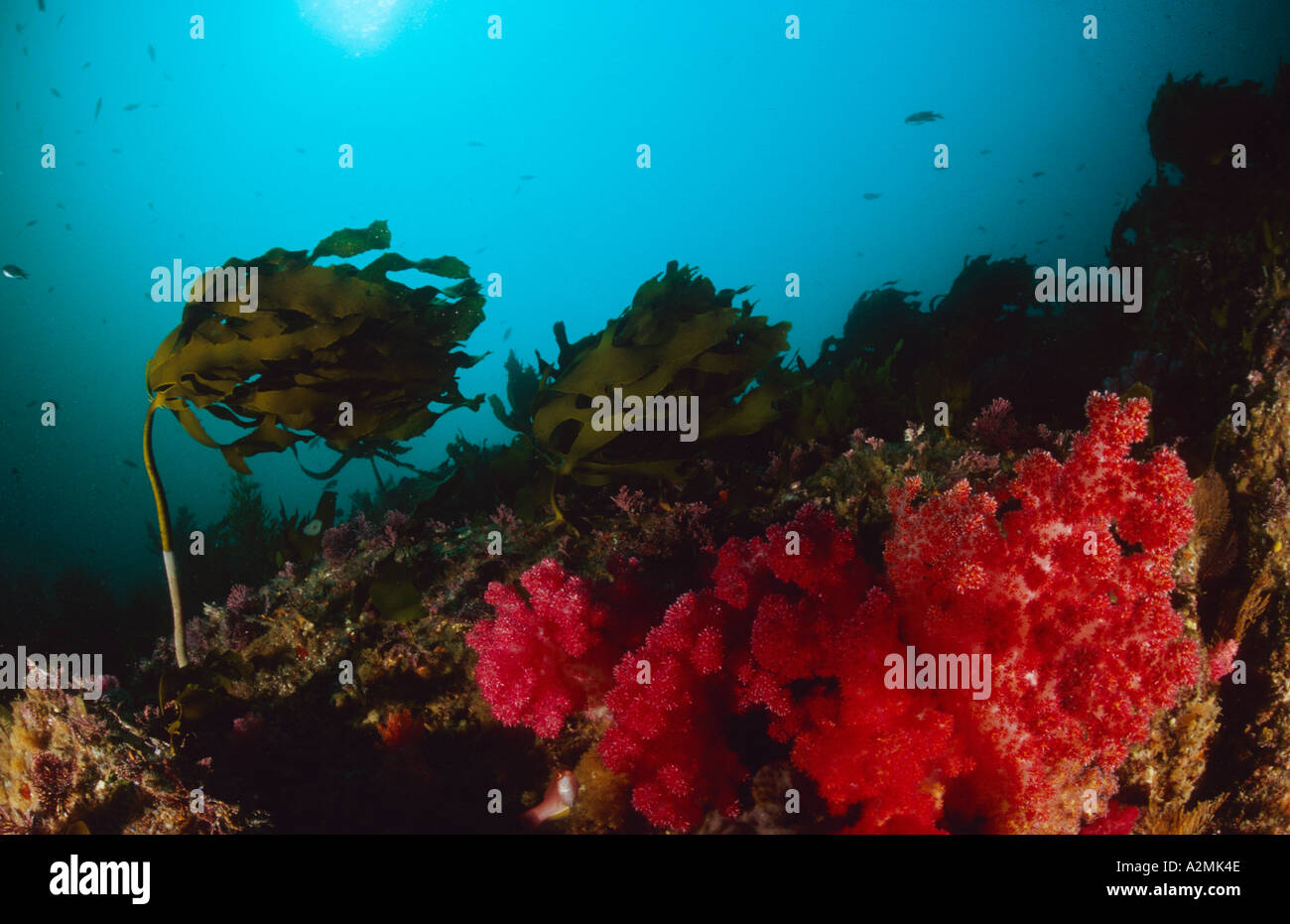 Reef con alghe kelp e coralli molli Ecklonia cava Foto Stock