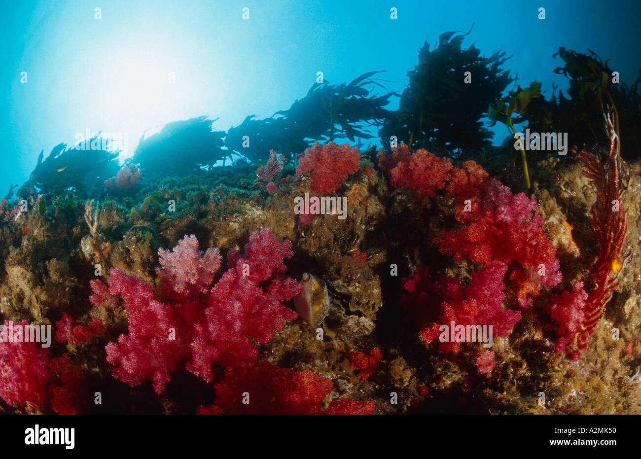 Barriera corallina con alghe kelp forest e coralli molli, Ecklonia cava Foto Stock