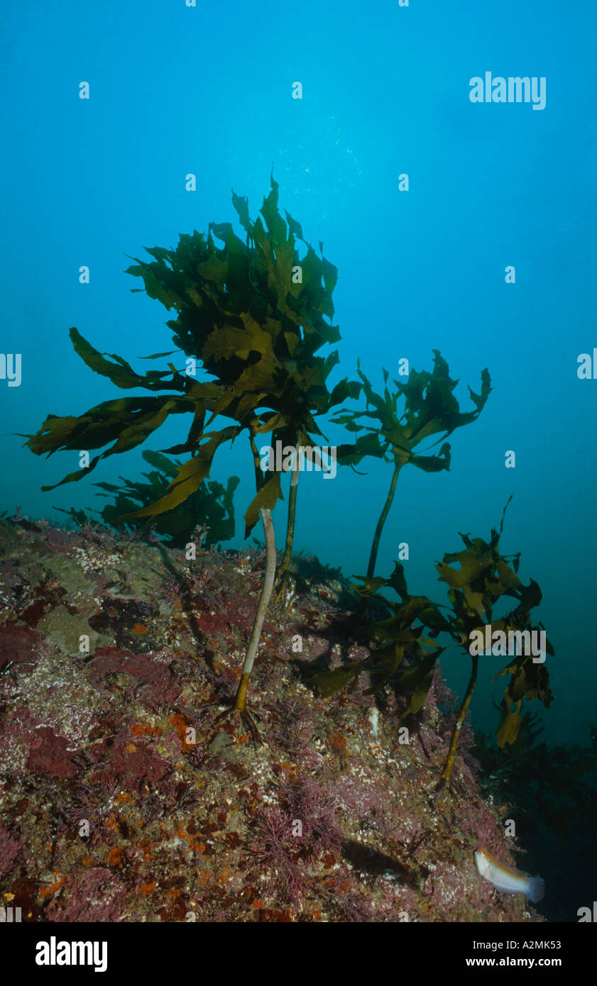 Barriera corallina con kelp Ecklonia cava Foto Stock