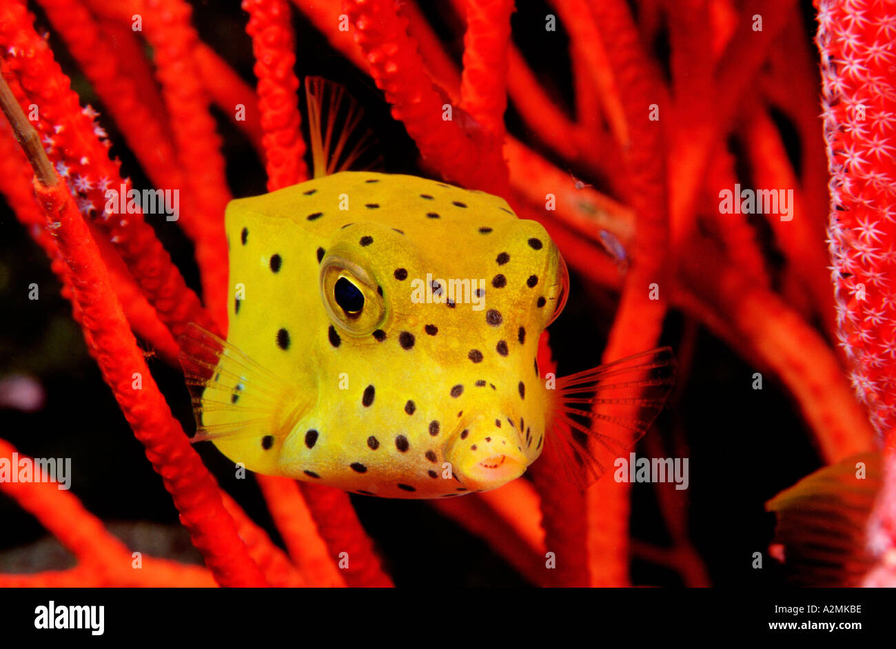 Giallo, boxfish Ostracion cubicus Foto Stock