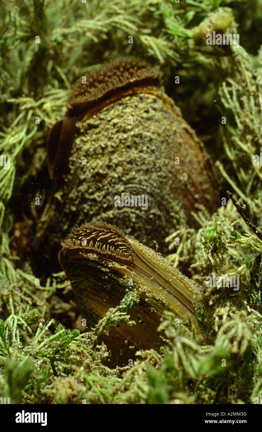 Swan-Mussel, Anodonta cygnea Foto Stock