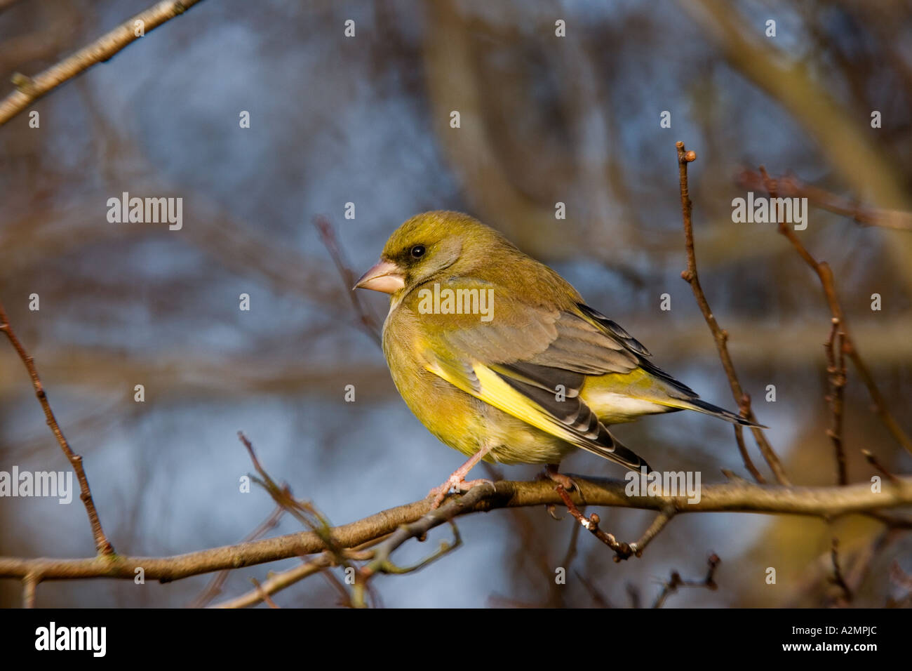 Verdone Carduelis chloris appollaiato sul ramo cercando alert estate leys northamptonshire Foto Stock