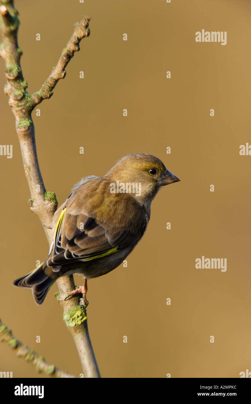 Femail Verdone Carduelis chloris arroccato su ramoscello con bello sfondo disinnescare potton bedfordshire Foto Stock