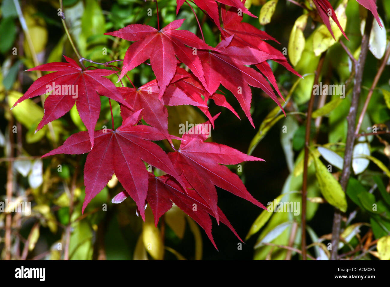 Aceri rossi Foto Stock