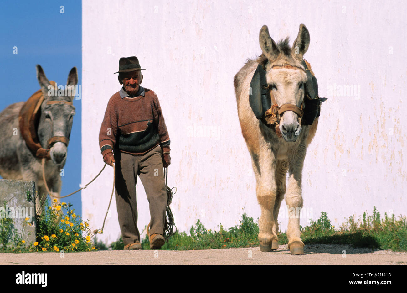 Contadino con donkies a campagna Algarve Portogallo Foto Stock