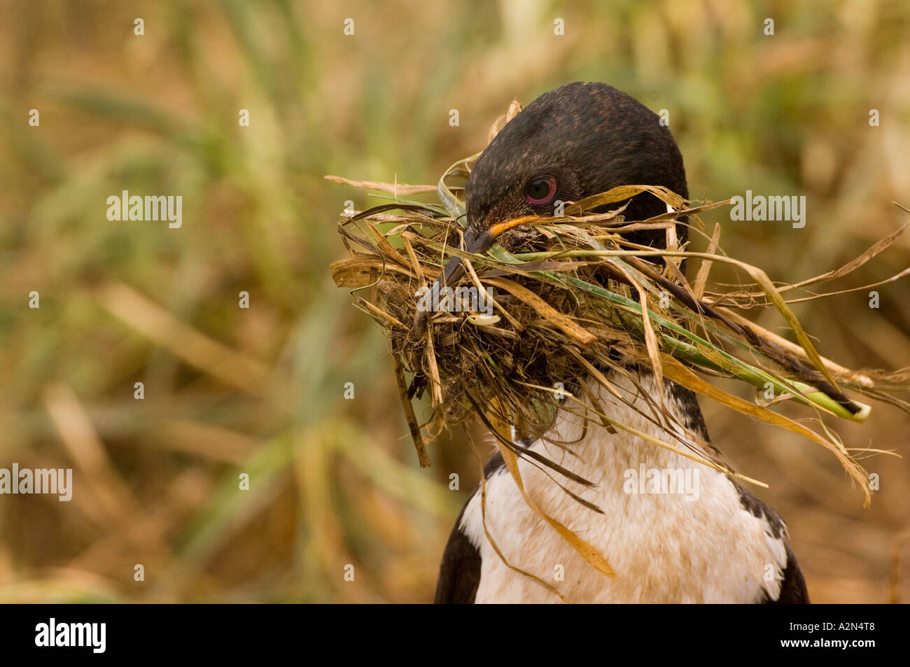 Isola di Auckland Shag azienda materiale di nidificazione nel suo becco Enderby Island in Nuova Zelanda Foto Stock