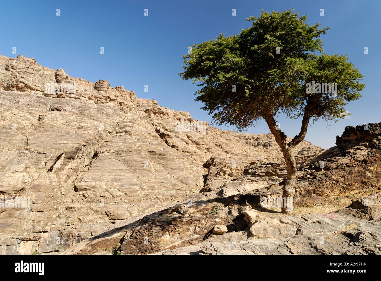 Acacia nelle montagne yemenian Yemen Foto Stock