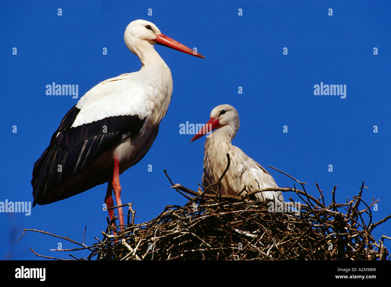 Due Cicogna bianca (Ciconia ciconia) gli uccelli sul suo nido Foto Stock