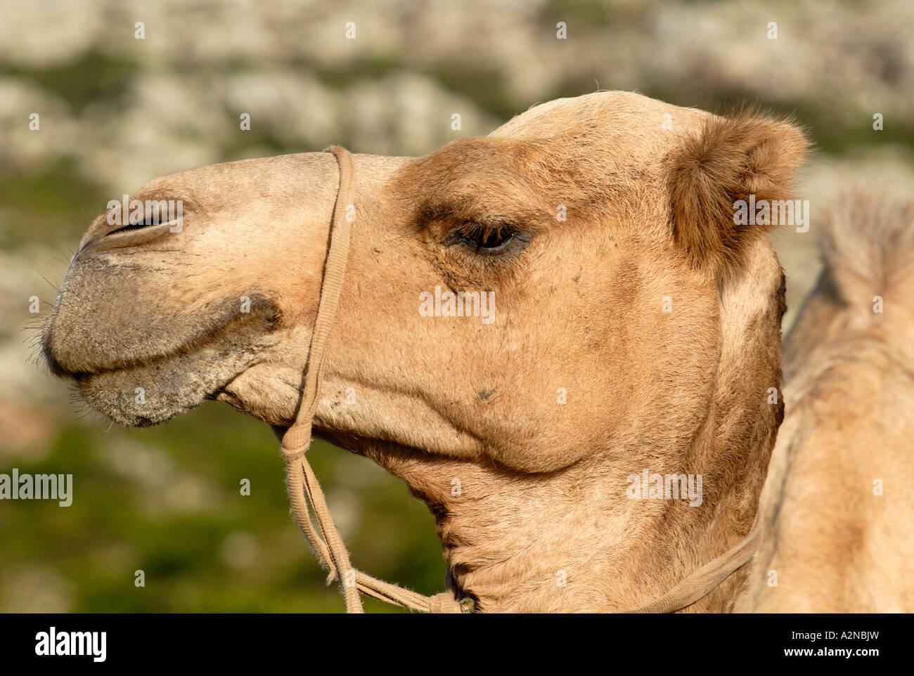 Socotra Island Animals Immagini e Fotos Stock - Alamy