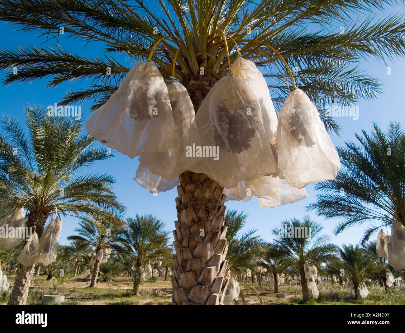 Un tunisino data palm piantagione e la sua maturazione crop protetti da sacchetti di plastica Foto Stock