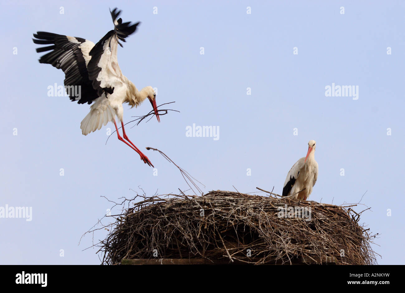 Due Cicogna bianca (Ciconia ciconia) gli uccelli costruendo il suo nido Foto Stock