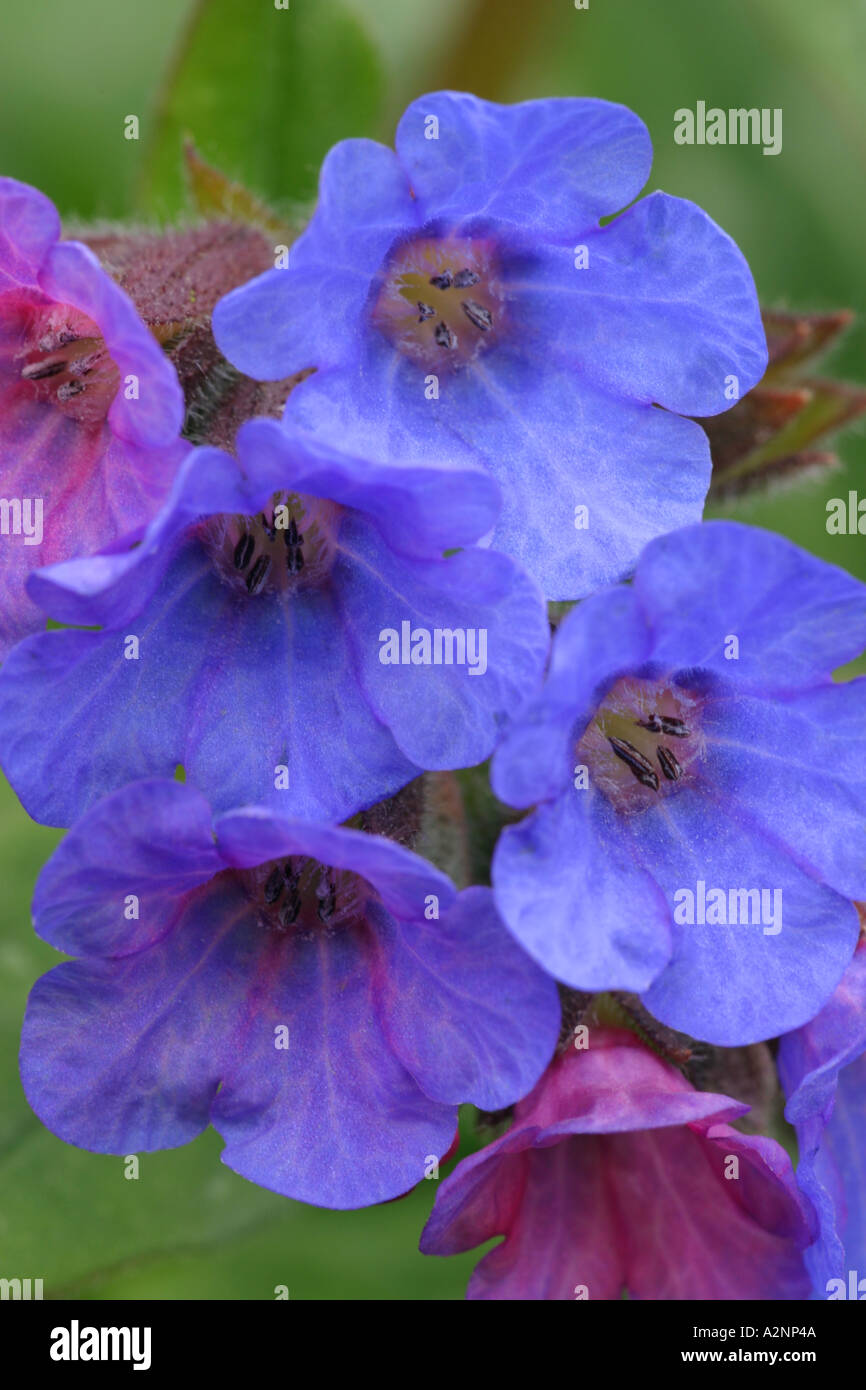 Pulmonaria blu o di Gerusalemme cowslip in stretta fino Foto Stock