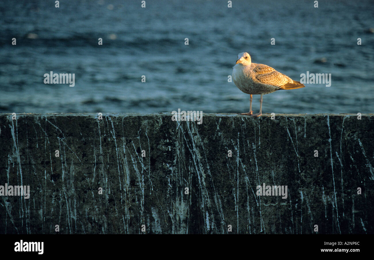 Seagull seduto su una parete in the Waterside Danimarca Foto Stock