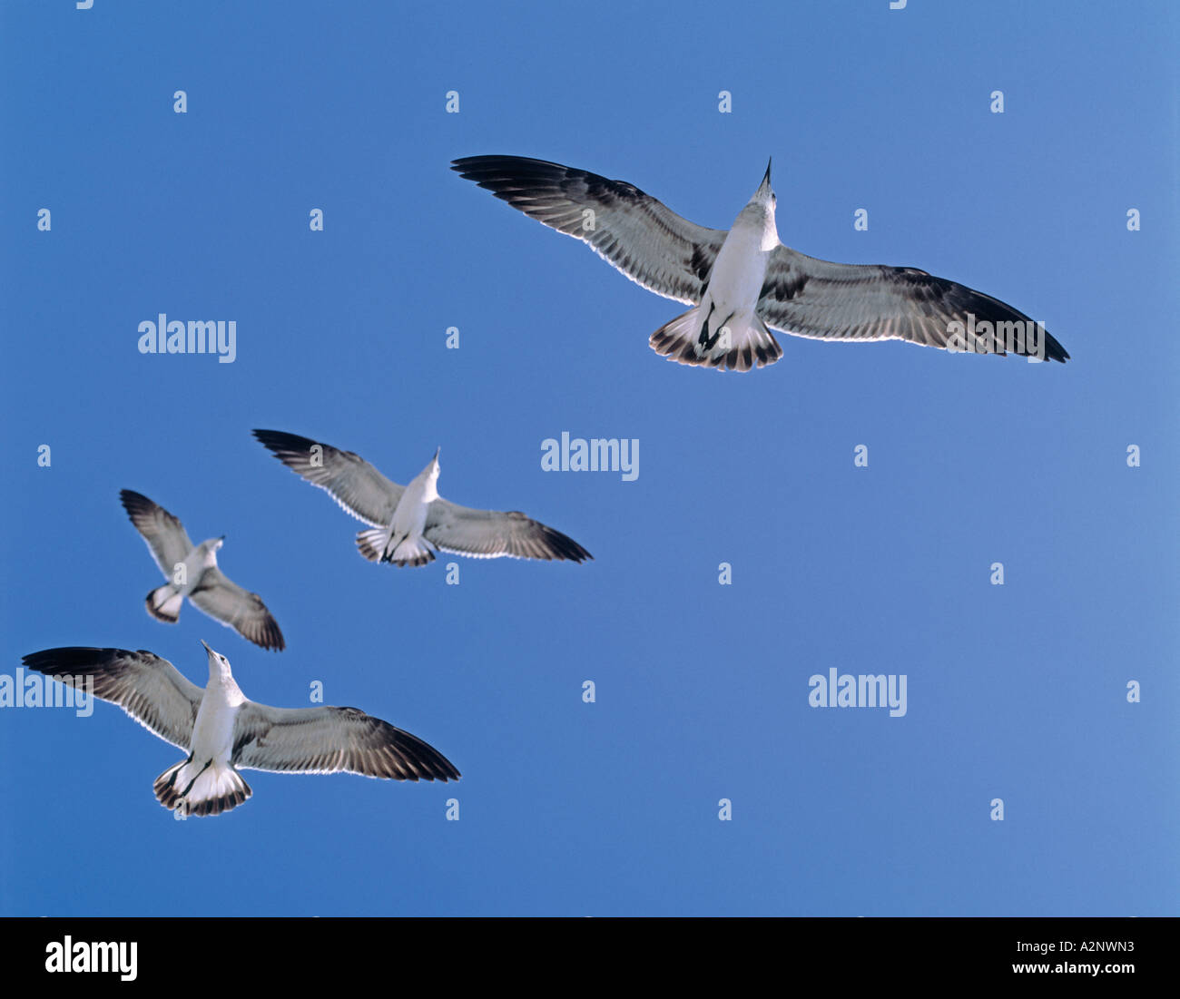 Volo di gabbiani nel cielo blu Foto Stock