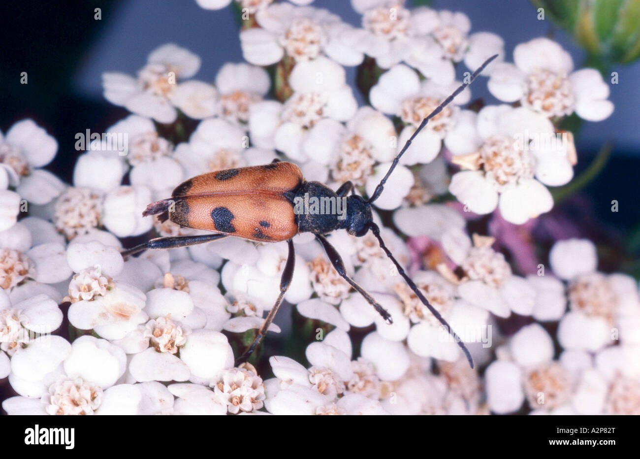Longhorn beetle, long-cornuto beetle (Julodia cerambyciformis), sui fiori di rosa Foto Stock