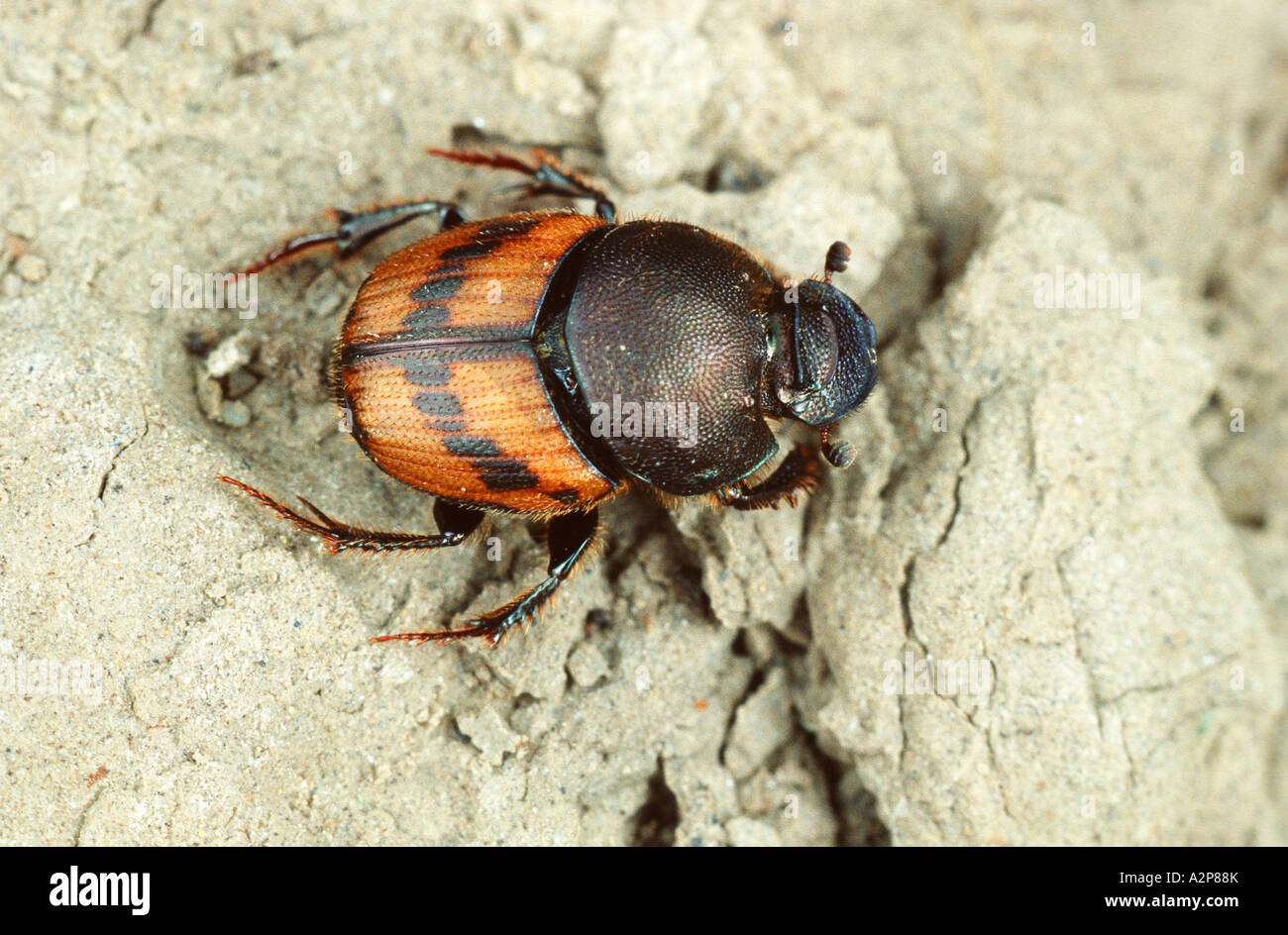 Scarabeo scarabeo, lamellicorn beetle (dung beetle & chafer) (lemure Onthophagus), imago Foto Stock