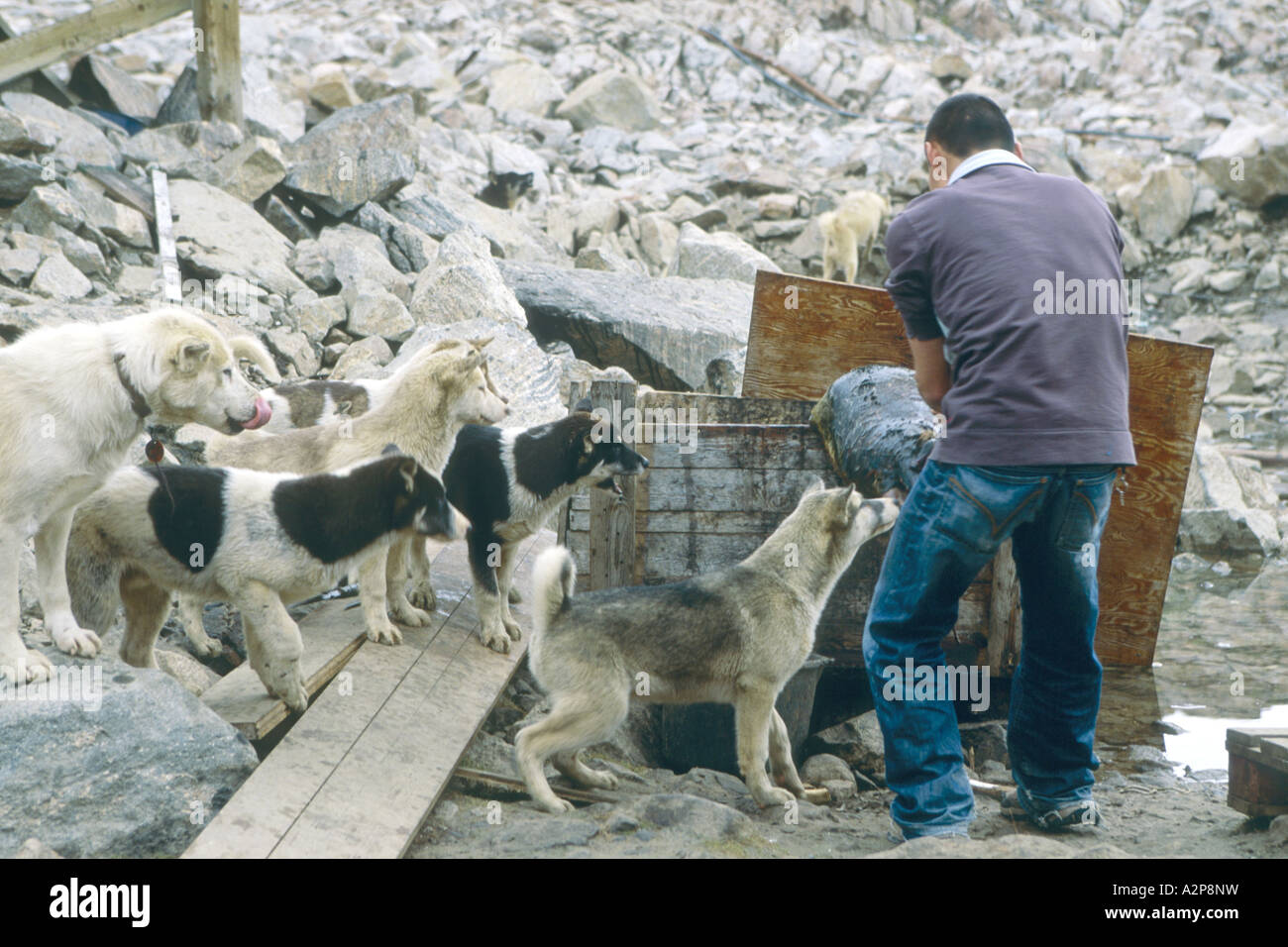 Alimentazione Inuit i suoi cani con guarnizione, Groenlandia, est della Groenlandia, Scoresbysund, Ittoqqortoormiit Foto Stock