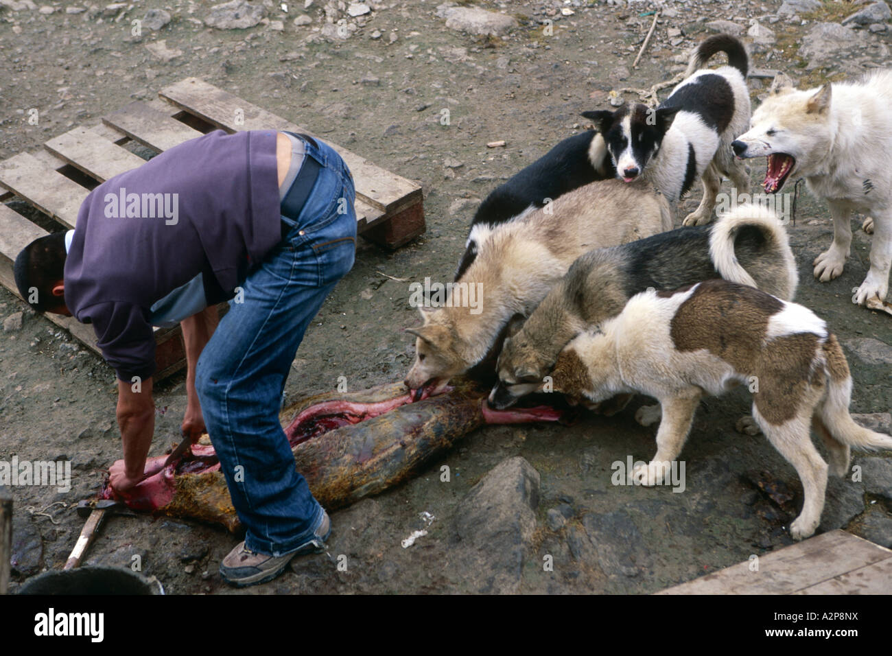 Alimentazione Inuit i suoi cani con guarnizione, Groenlandia, est della Groenlandia, Scoresbysund, Ittoqqortoormiit Foto Stock