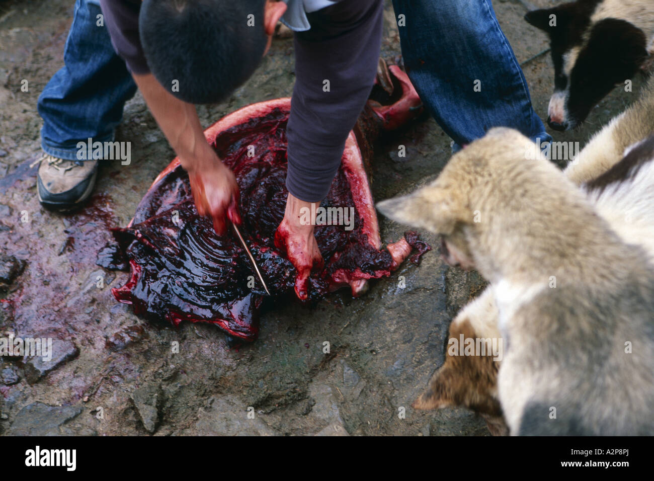 Alimentazione Inuit i suoi cani con guarnizione, Groenlandia, est della Groenlandia, Scoresbysund, Ittoqqortoormiit Foto Stock