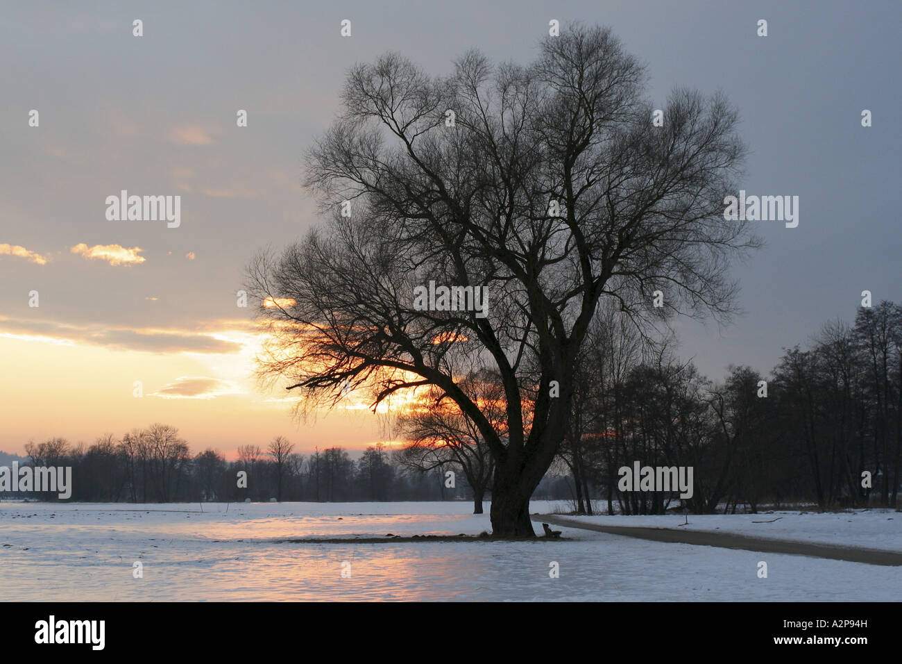 Il salice bianco (Salix alba), 100 anni nel paesaggio invernale al tramonto, in Germania, in Baviera Foto Stock