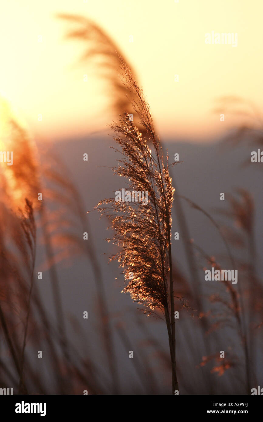 Erba reed, cannuccia di palude (Phragmites communis, Phragmites australis), pannocchie davanti ad un tramonto, Turchia, Kiliken, Goeksudelt Foto Stock
