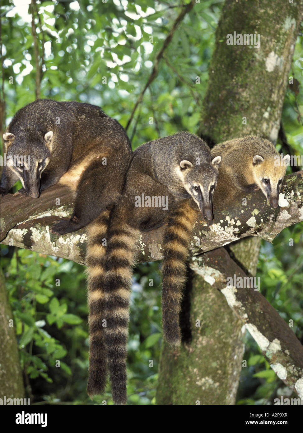 Coati (Nasua nasua), tre animali nella parte superiore di un albero, Brasile, Iguassu Nationalpark Foto Stock