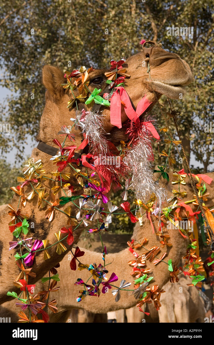 India Delhi Vecchia Delhi l'Eid Al Adha festa musulmana camel decorate con tinsel per passeggiate Foto Stock