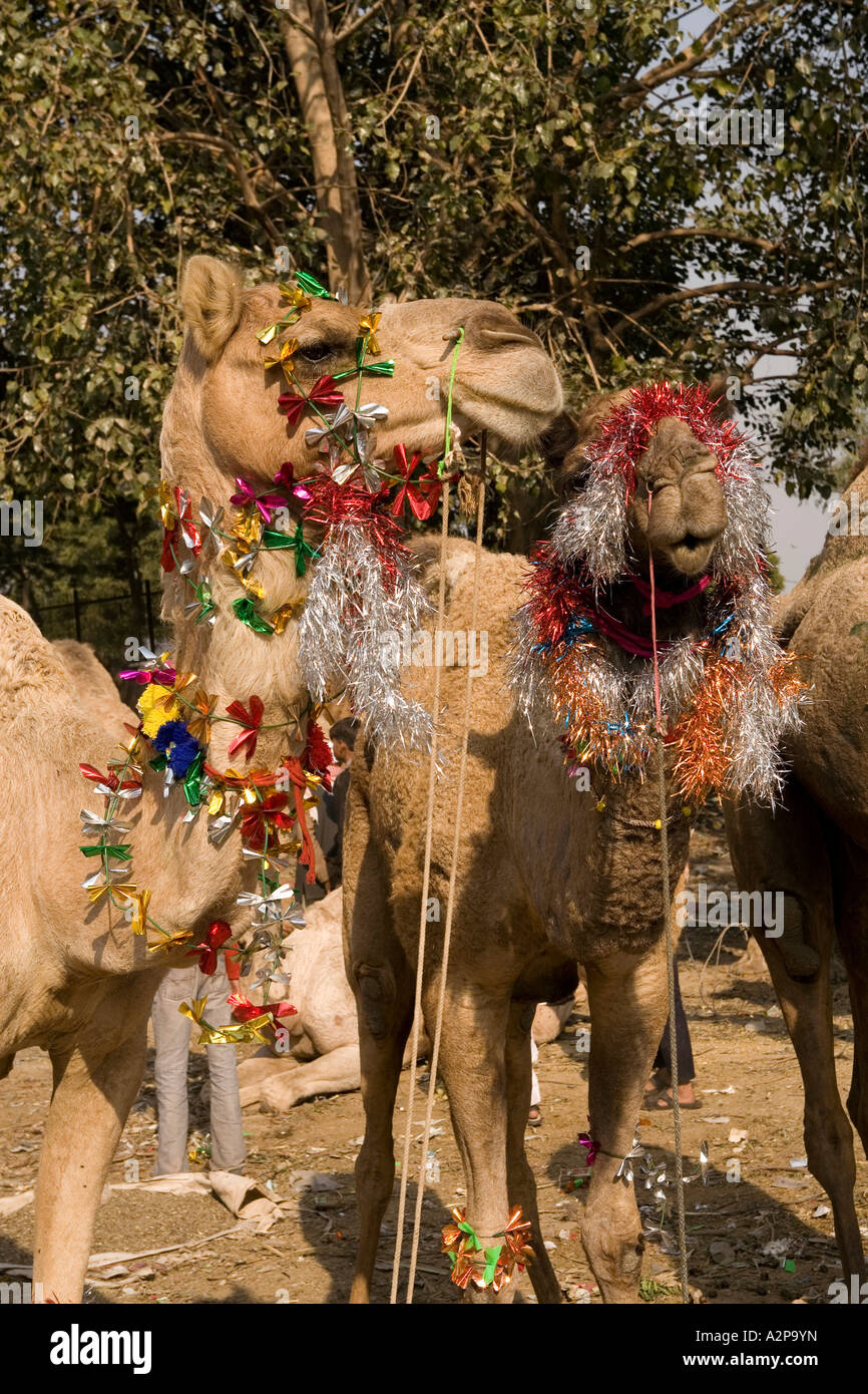 India Delhi Vecchia Delhi l'Eid Al Adha festa musulmana di cammelli decorate con tinsel per passeggiate Foto Stock