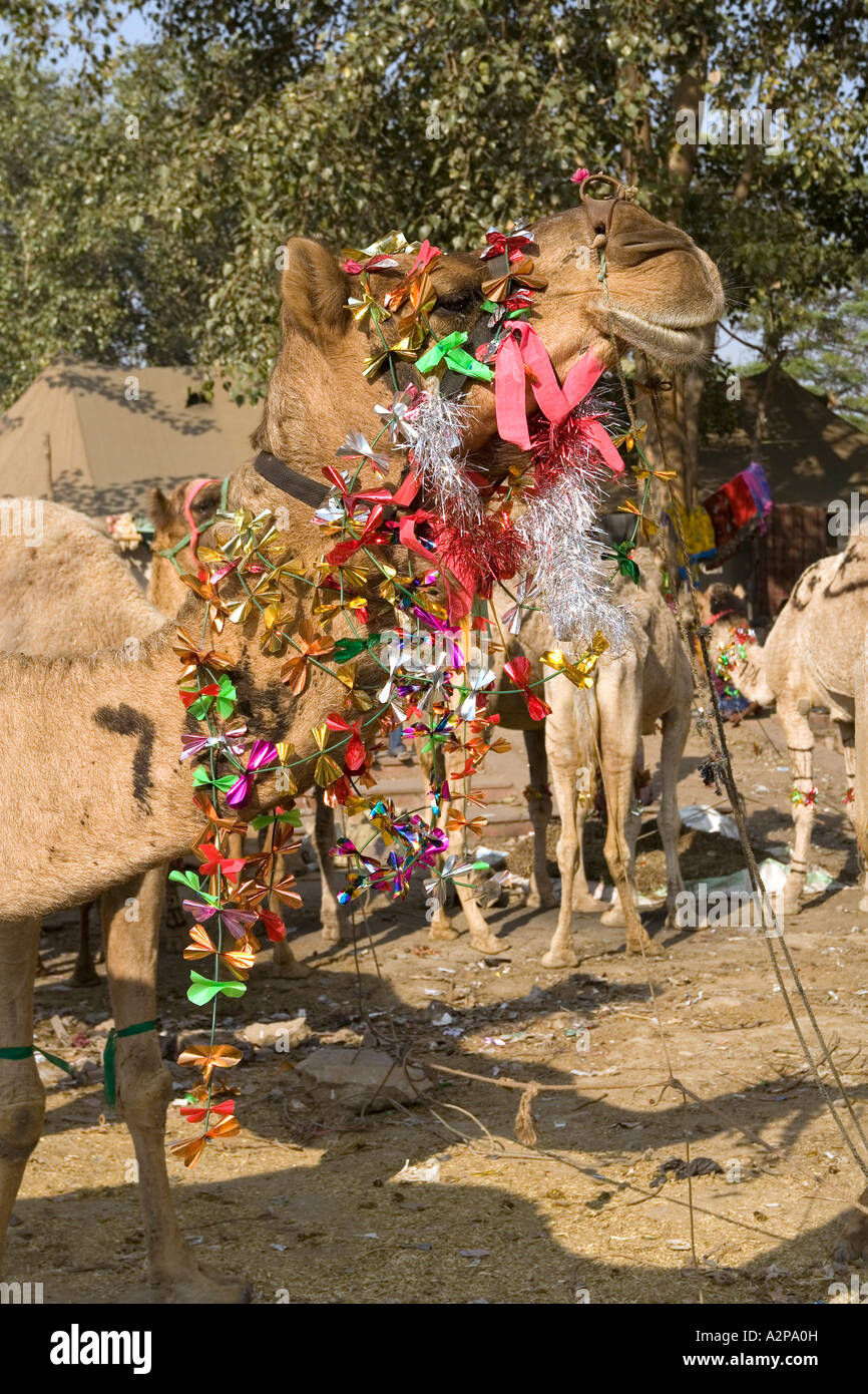 India Delhi Vecchia Delhi l'Eid Al Adha festa musulmana camel decorate con tinsel per passeggiate Foto Stock