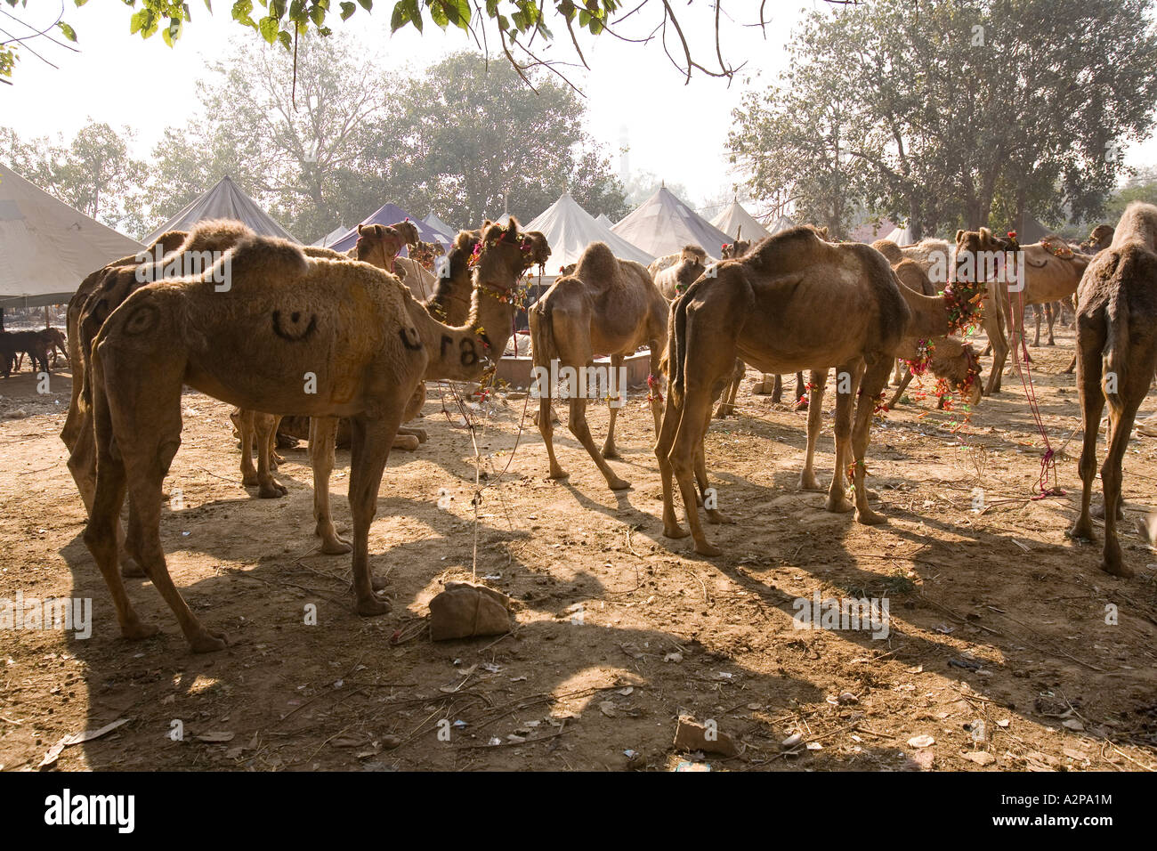 India Delhi Vecchia Delhi l'Eid Al Adha festa musulmana di cammelli e driver in attesa di dare rides Foto Stock