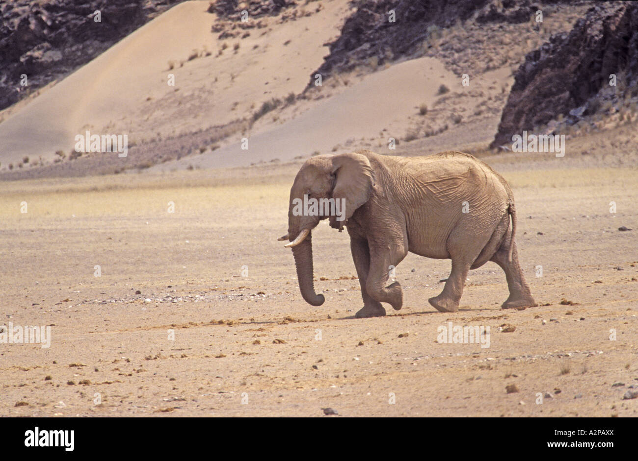 Deserto-abitazione Elefanti Elefante africano (Loxodonta africana africana), Bull andando al waterhole, terrestre più grande anim Foto Stock