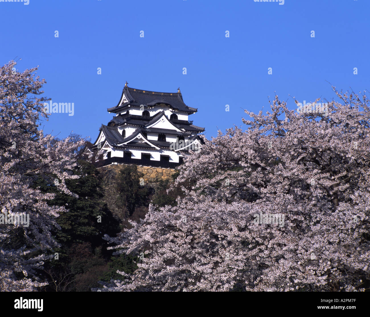 Il castello di Hikone sito patrimonio mondiale dell'UNESCO con iconico di fiori di ciliegio alberi Foto Stock