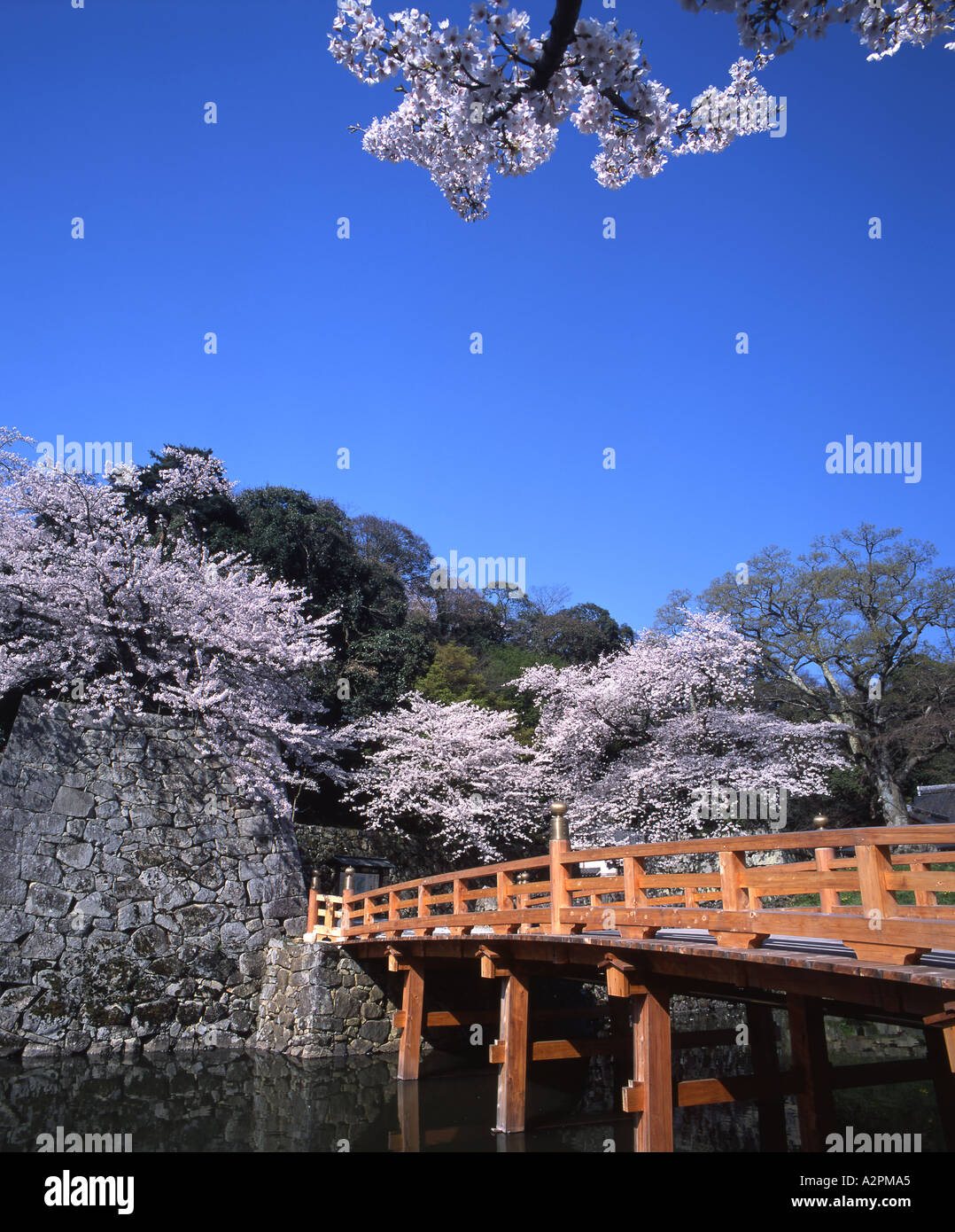 Il castello di Hikone sito patrimonio mondiale dell'UNESCO con iconico di fiori di ciliegio alberi Foto Stock