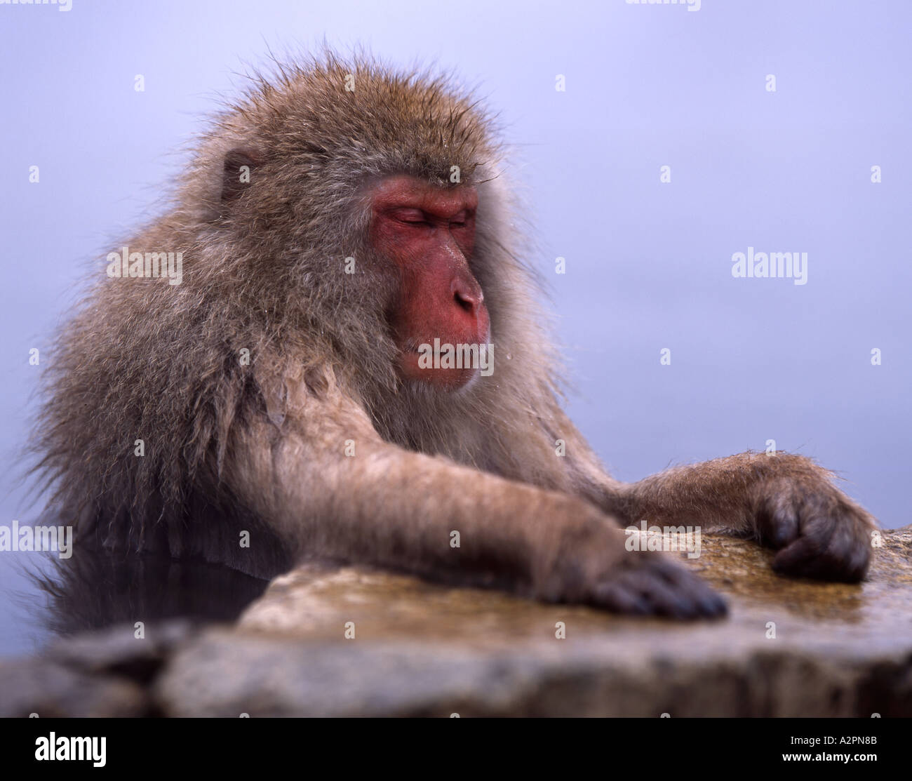 Neve giapponesi Macaque monkey Fuscata queste scimmie selvatiche vivono in Jigokudani Yaen koen e bagnarsi nelle calde piscine Foto Stock