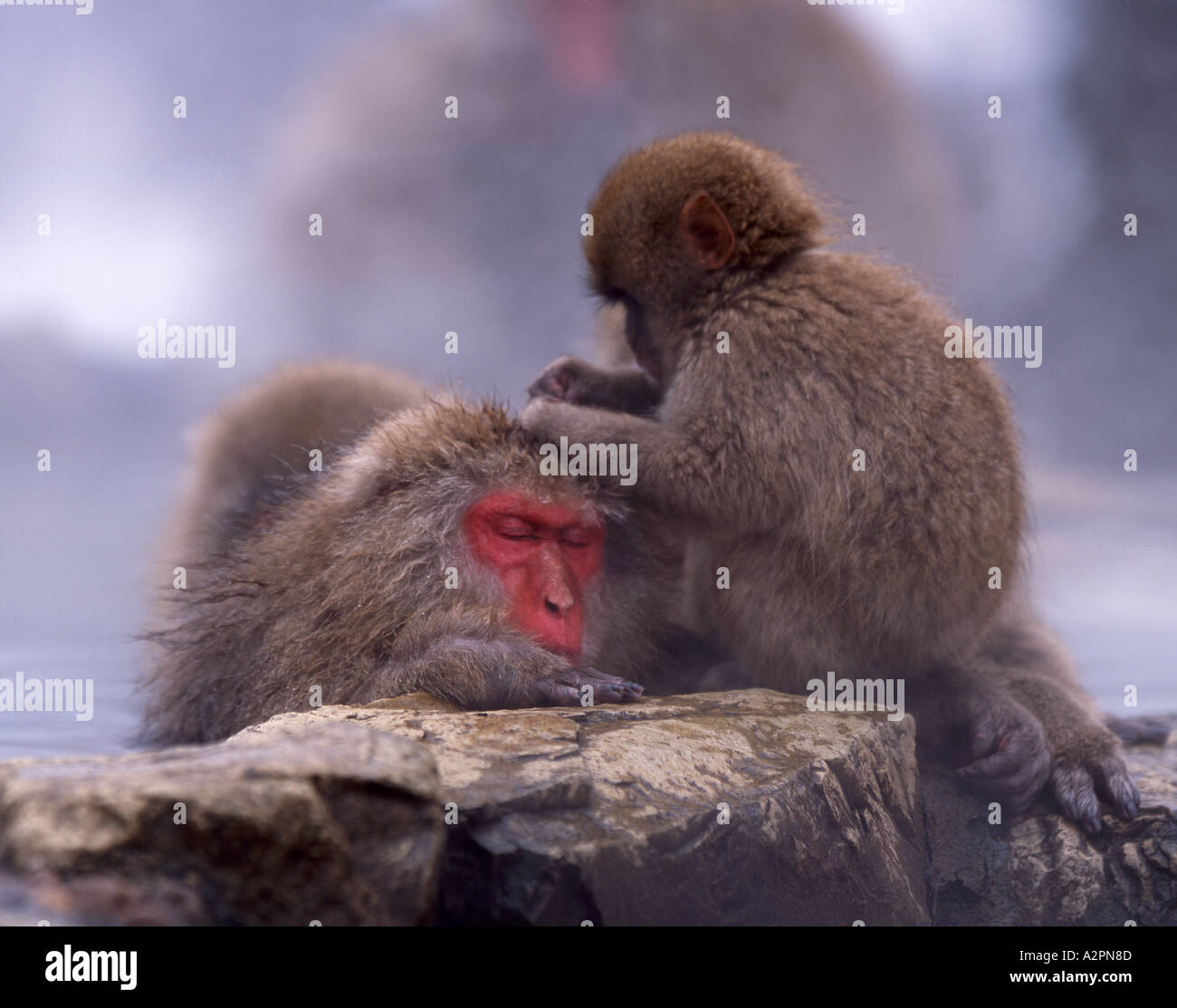 Baby groomin genitore neve giapponesi Macaque monkey Fuscata mentre il genitore balneazioni in primavera calda Foto Stock
