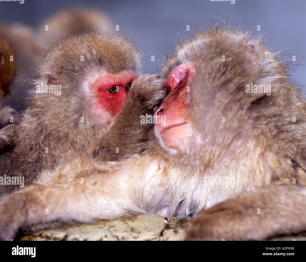 Neve giapponesi Macaque monkey Fuscata scimmie toelettatura mentre si bagnano Foto Stock