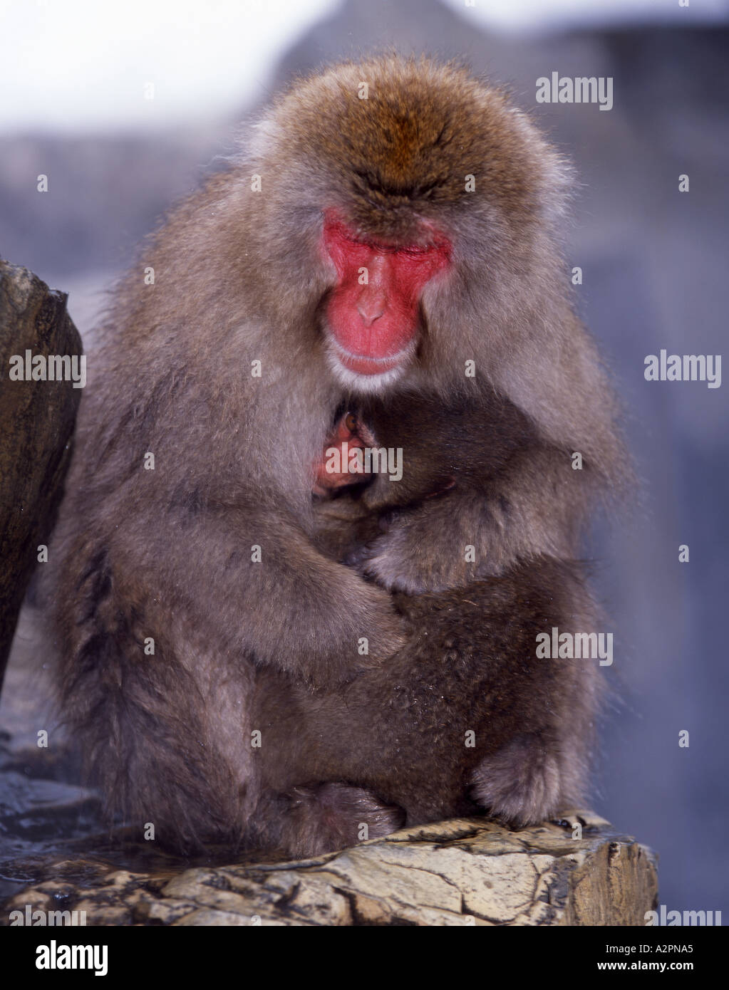 La madre e il bambino giapponese neve macaco scimmia Fuscata queste scimmie selvatiche vivono in Jigokudani Yaen koen Foto Stock