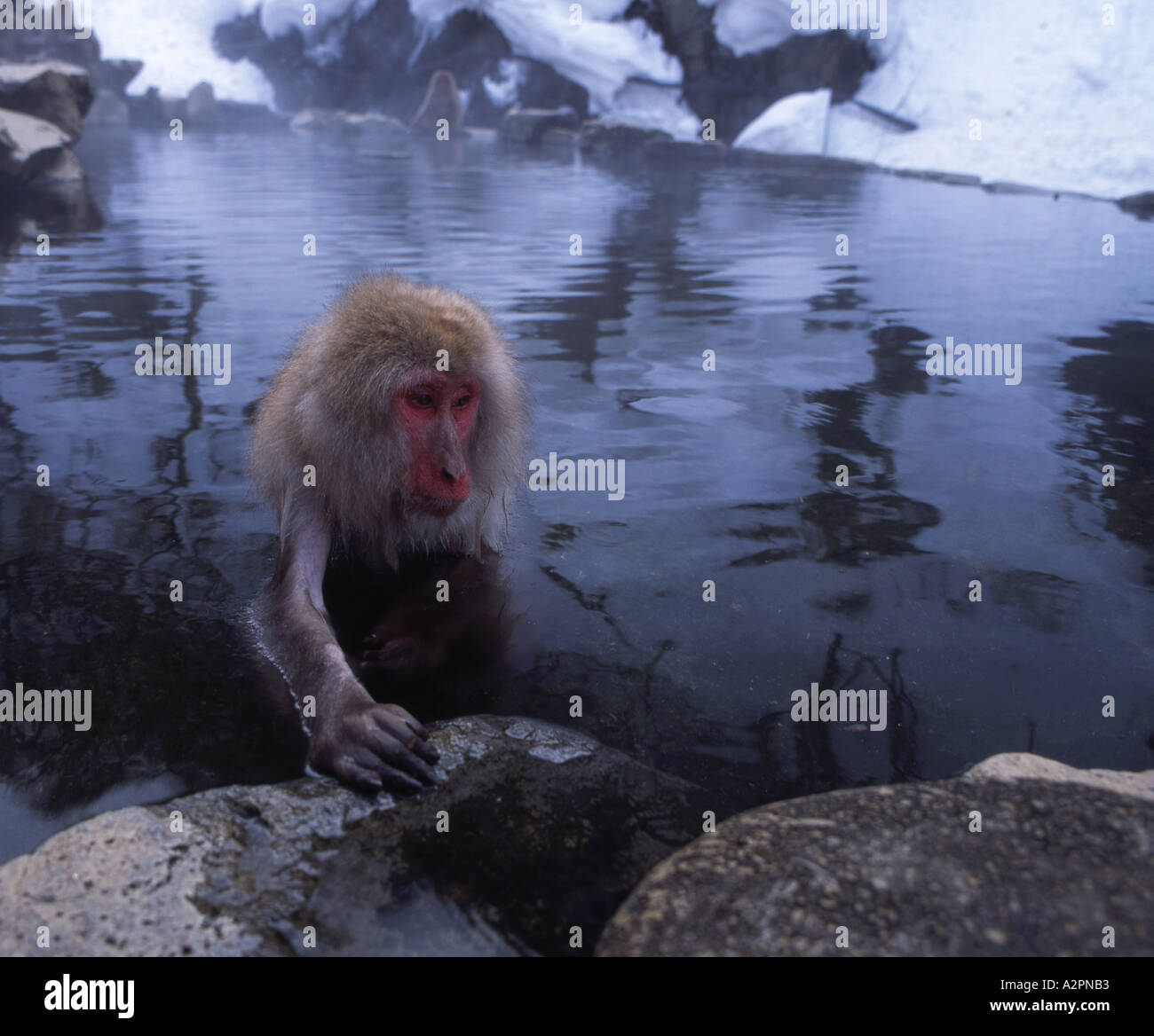 Neve giapponesi Macaque monkey Fuscata scimmie bagnarsi in onsen per mantenere in caldo Foto Stock