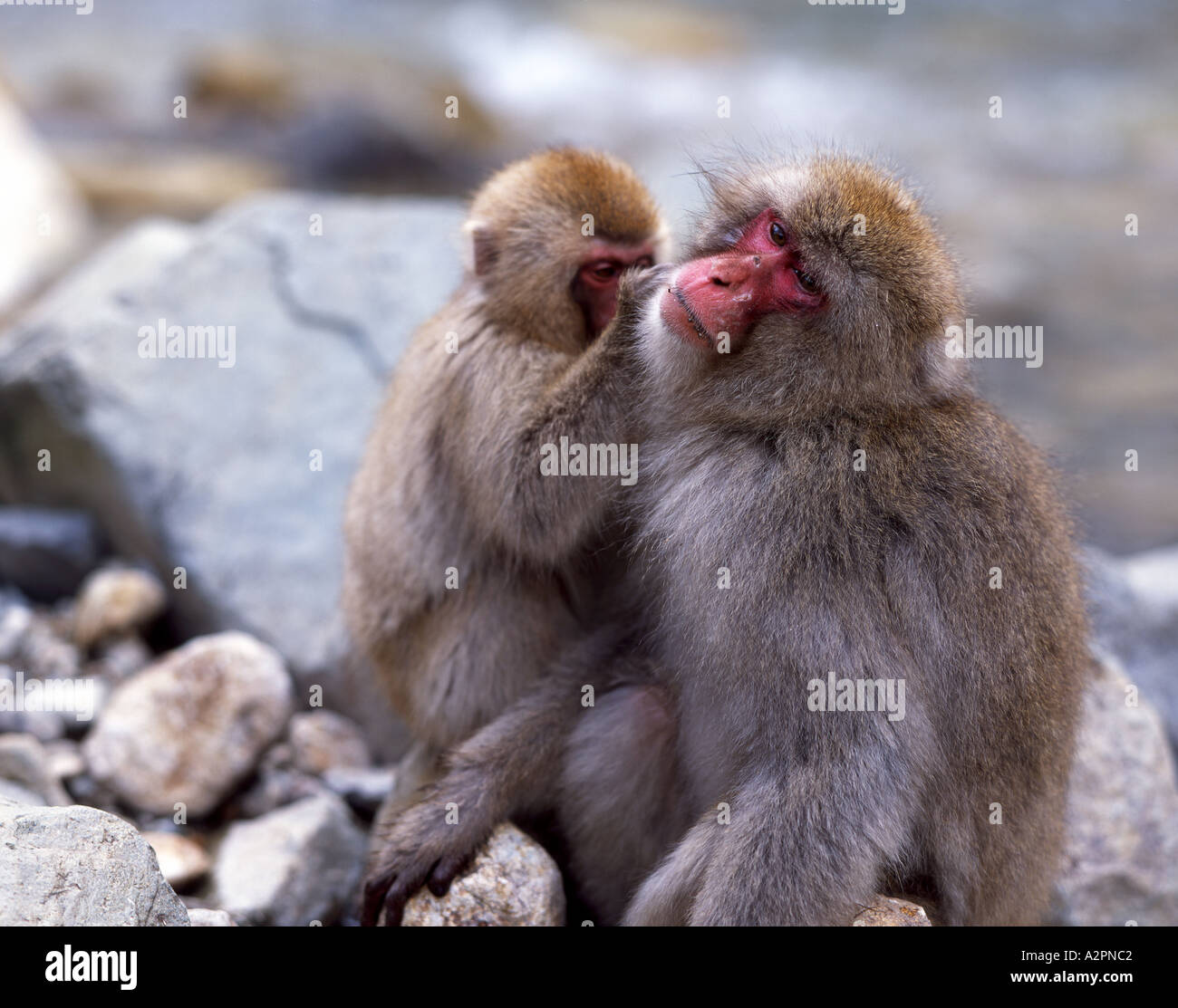 Un giovane giapponese neve grooming scimmia macaco genitore Fuscata queste scimmie selvatiche vivono in Jigokudani Yaen koen Foto Stock