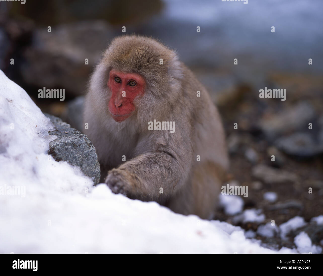 Neve giapponesi Macaque monkey Fuscata foraggio per gli alimenti sulla neve Foto Stock